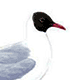 Озёрная чайка / Larus ridibundus