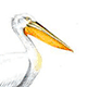 Кудрявый пеликан  / Pelecanus crispus