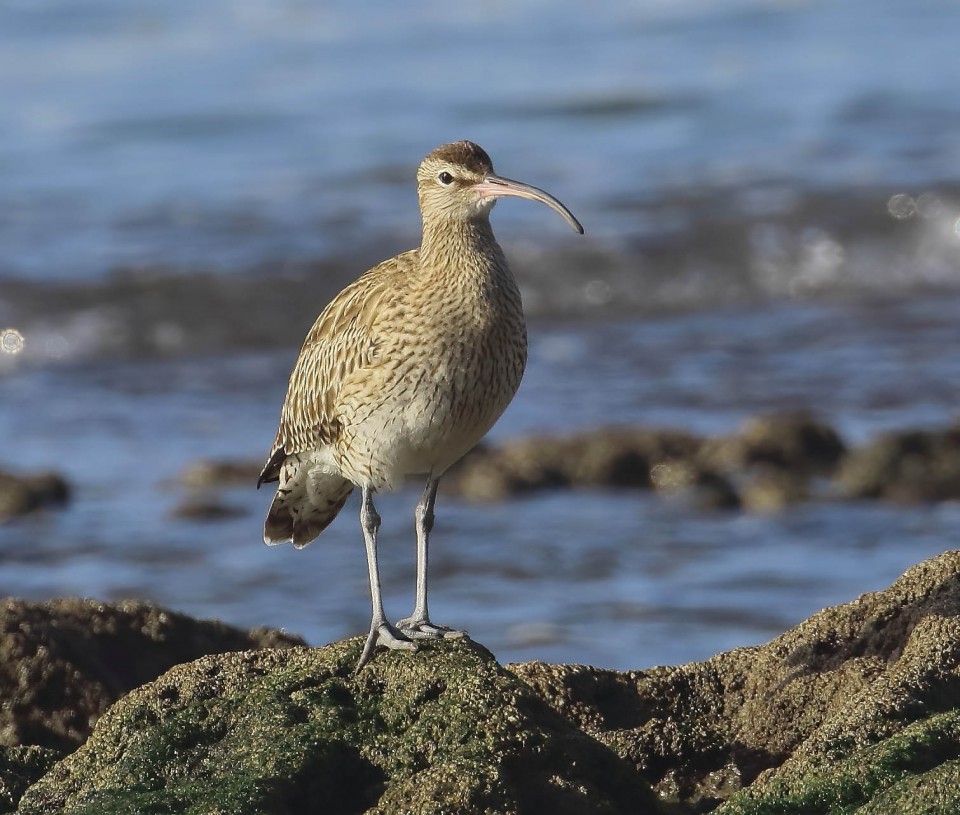 Средний кроншнеп — Numenius phaeopus