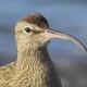 Средний кроншнеп — Numenius phaeopus