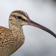 Тонкоклювый кроншнеп — Numenius tenuirostris