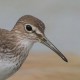 Черныш — Tringa ochropus