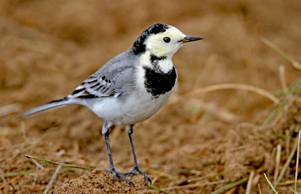 Белая трясогузка (Motacilla alba)