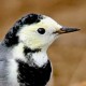 Белая трясогузка (Motacilla alba)