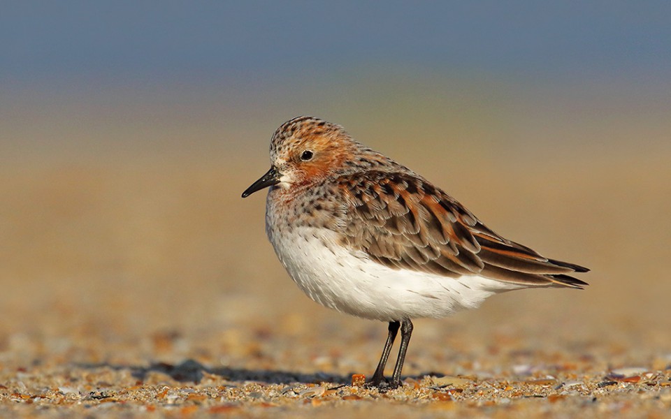 Песочник-красношейка — Calidris ruficollis