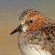 Песочник-красношейка — Calidris ruficollis