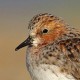 Песочник-красношейка — Calidris ruficollis