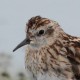 Длиннопалый песочник — Calidris subminuta