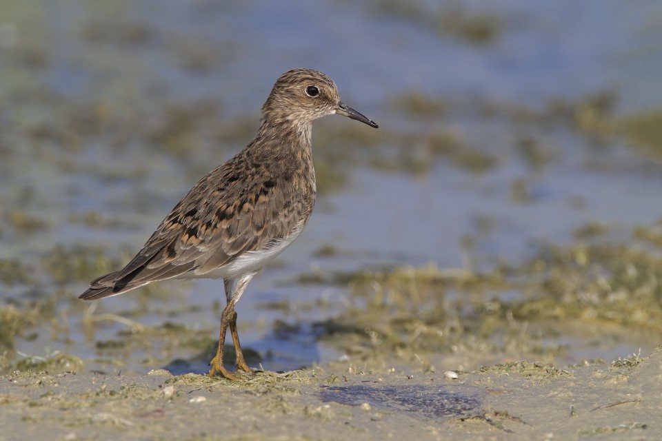 Белохвостый песочник — Calidris temminckii