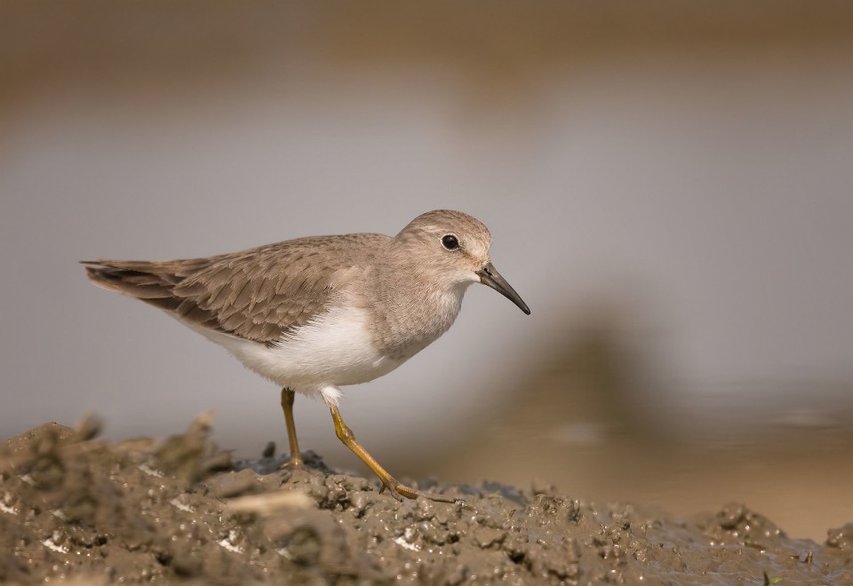 Белохвостый песочник — Calidris temminckii