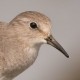 Белохвостый песочник — Calidris temminckii