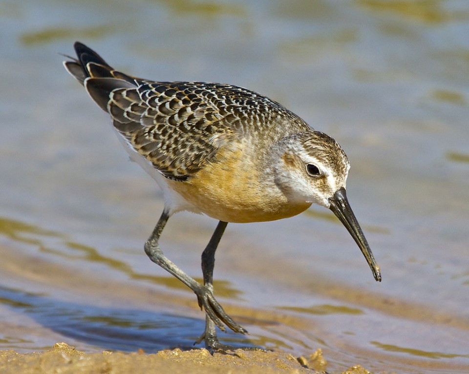 Краснозобик — Calidris ferruginea