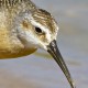 Краснозобик — Calidris ferruginea