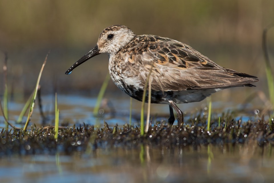 Чернозобик — Calidris alpina