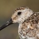 Чернозобик — Calidris alpina