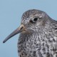 Морской песочник — Calidris maritima