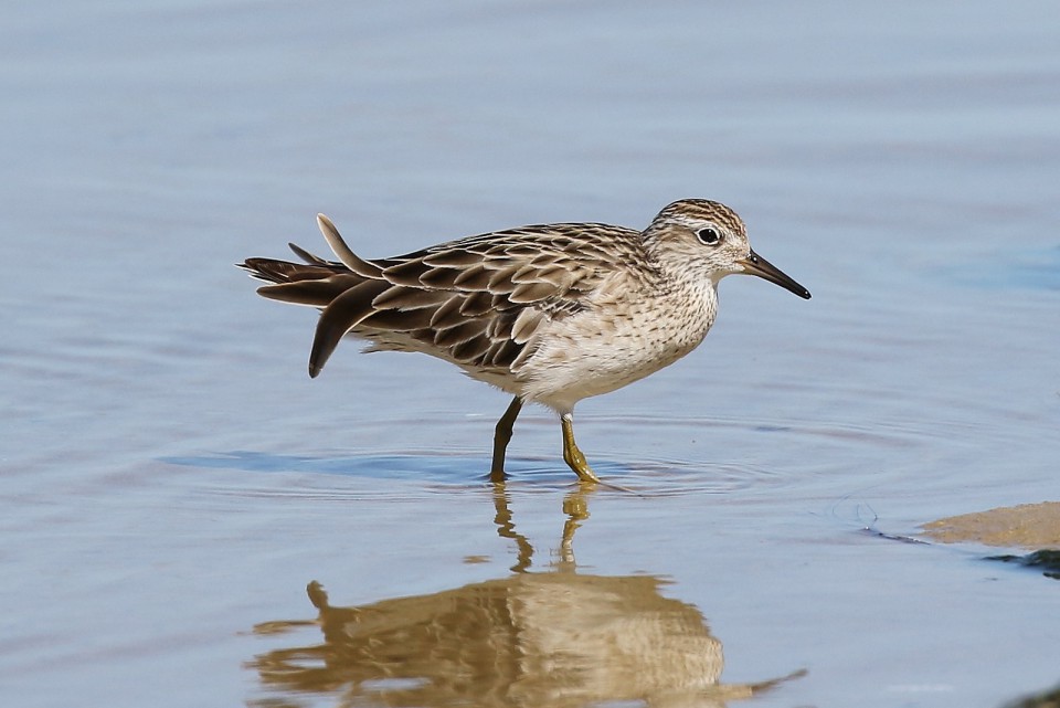 Острохвостый песочник — Calidris acuminata