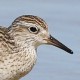 Острохвостый песочник — Calidris acuminata