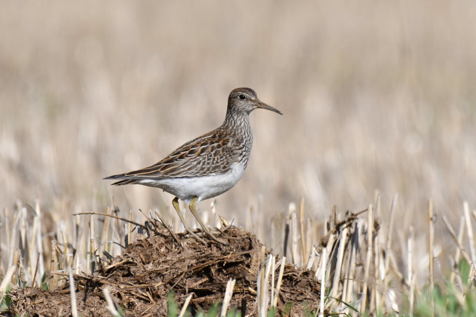 Дутыш — Calidris melanotos