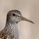 Дутыш — Calidris melanotos