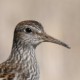 Дутыш — Calidris melanotos