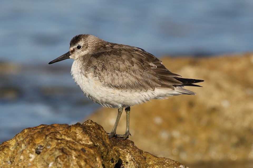 Исландский песочник — Calidris canutus