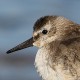 Исландский песочник — Calidris canutus