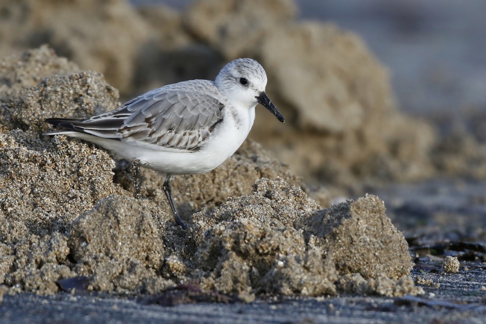 Песчанка — Calidris alba