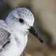 Песчанка — Calidris alba