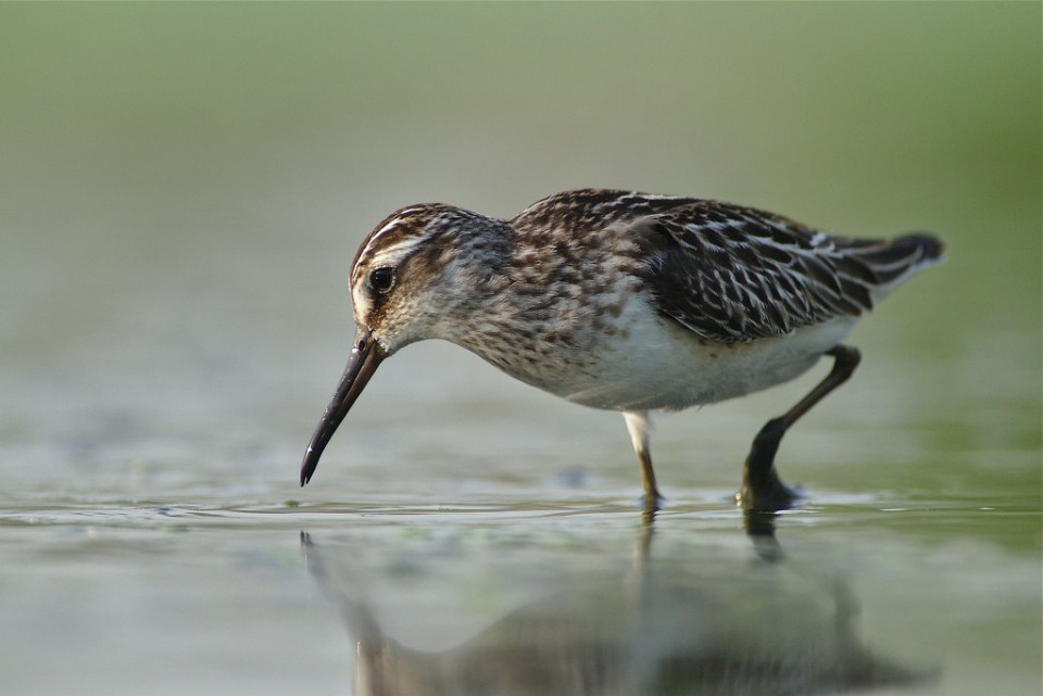 Грязовик — Limicola falcinellus