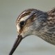 Грязовик — Limicola falcinellus