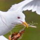 Сизая чайка — Larus canus