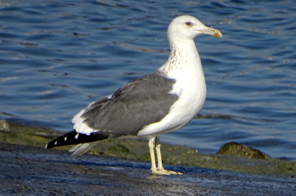 Барабинская чайка — Larus (heuglini) barabensis