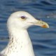 Барабинская чайка — Larus (heuglini) barabensis