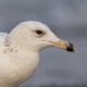 Халей — Larus heuglini