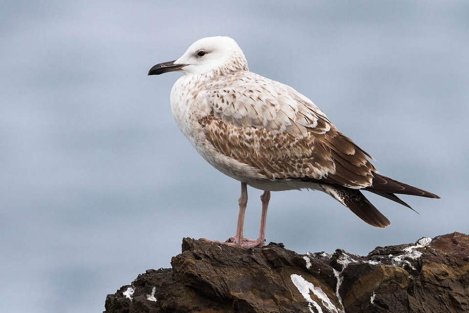 Хохотунья — Larus cachinnans