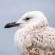 Хохотунья — Larus cachinnans