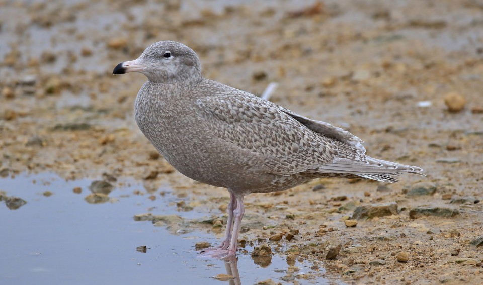 Бургомистр — Larus hyperboreus