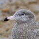 Бургомистр — Larus hyperboreus