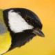 Большая синица (Parus major)