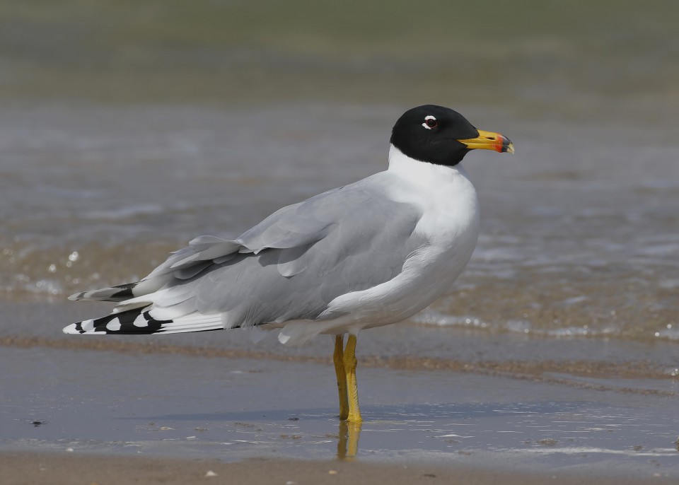 Черноголовый хохотун — Larus ichthyaetus