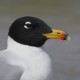 Черноголовый хохотун — Larus ichthyaetus