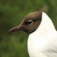 Реликтовая чайка — Larus relictus
