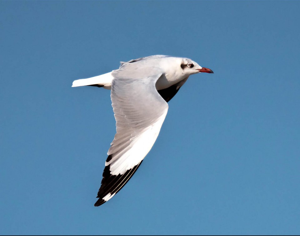 Буроголовая чайка — Larus brunnicephalus