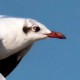 Буроголовая чайка — Larus brunnicephalus