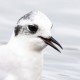 Малая чайка — Larus minutus