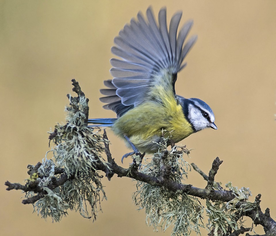 Лазоревка (Parus caeruleus)