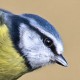 Лазоревка (Parus caeruleus)