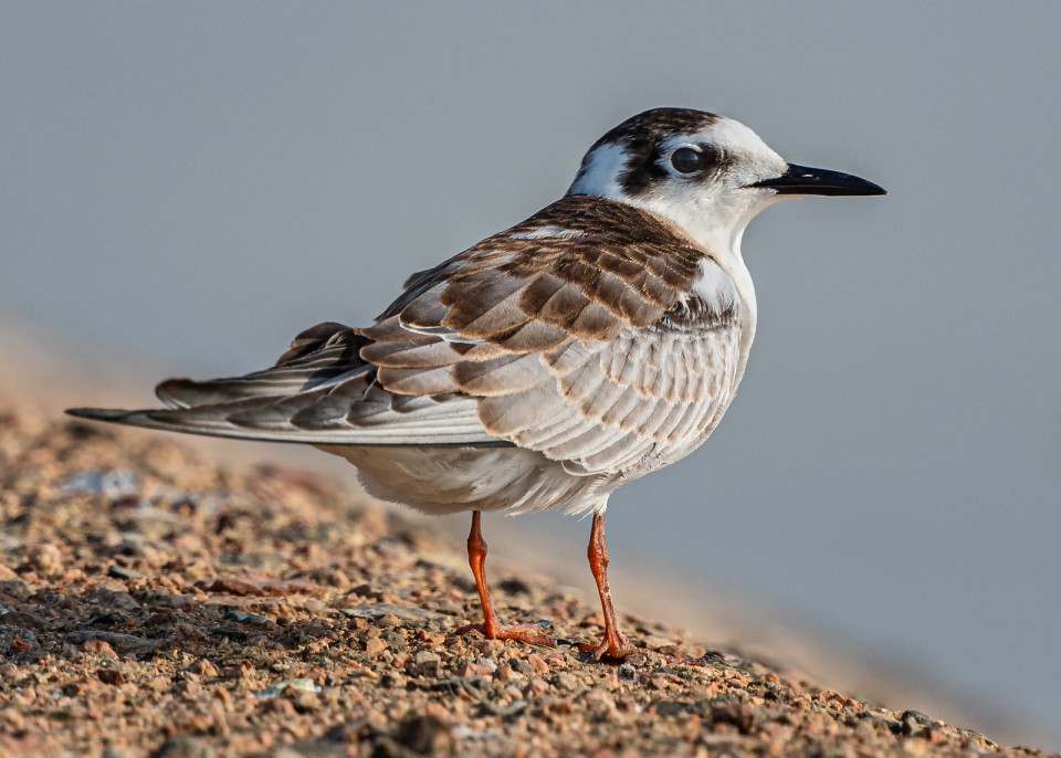 Белокрылая крачка — Chlidonias leucopterus