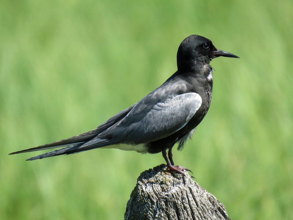 Чёрная крачка — Chlidonias niger